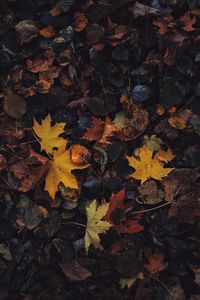 Preview wallpaper leaves, maple leaf, autumn