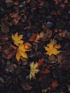 Preview wallpaper leaves, maple leaf, autumn