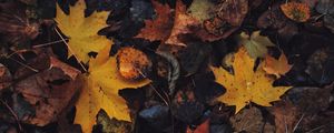 Preview wallpaper leaves, maple leaf, autumn