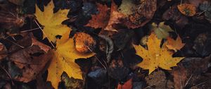 Preview wallpaper leaves, maple leaf, autumn