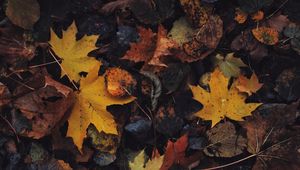 Preview wallpaper leaves, maple leaf, autumn