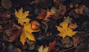 Preview wallpaper leaves, maple leaf, autumn