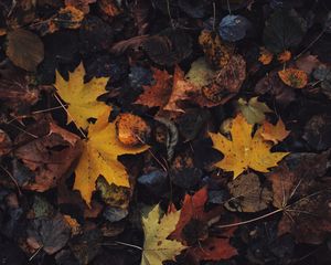 Preview wallpaper leaves, maple leaf, autumn