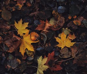 Preview wallpaper leaves, maple leaf, autumn