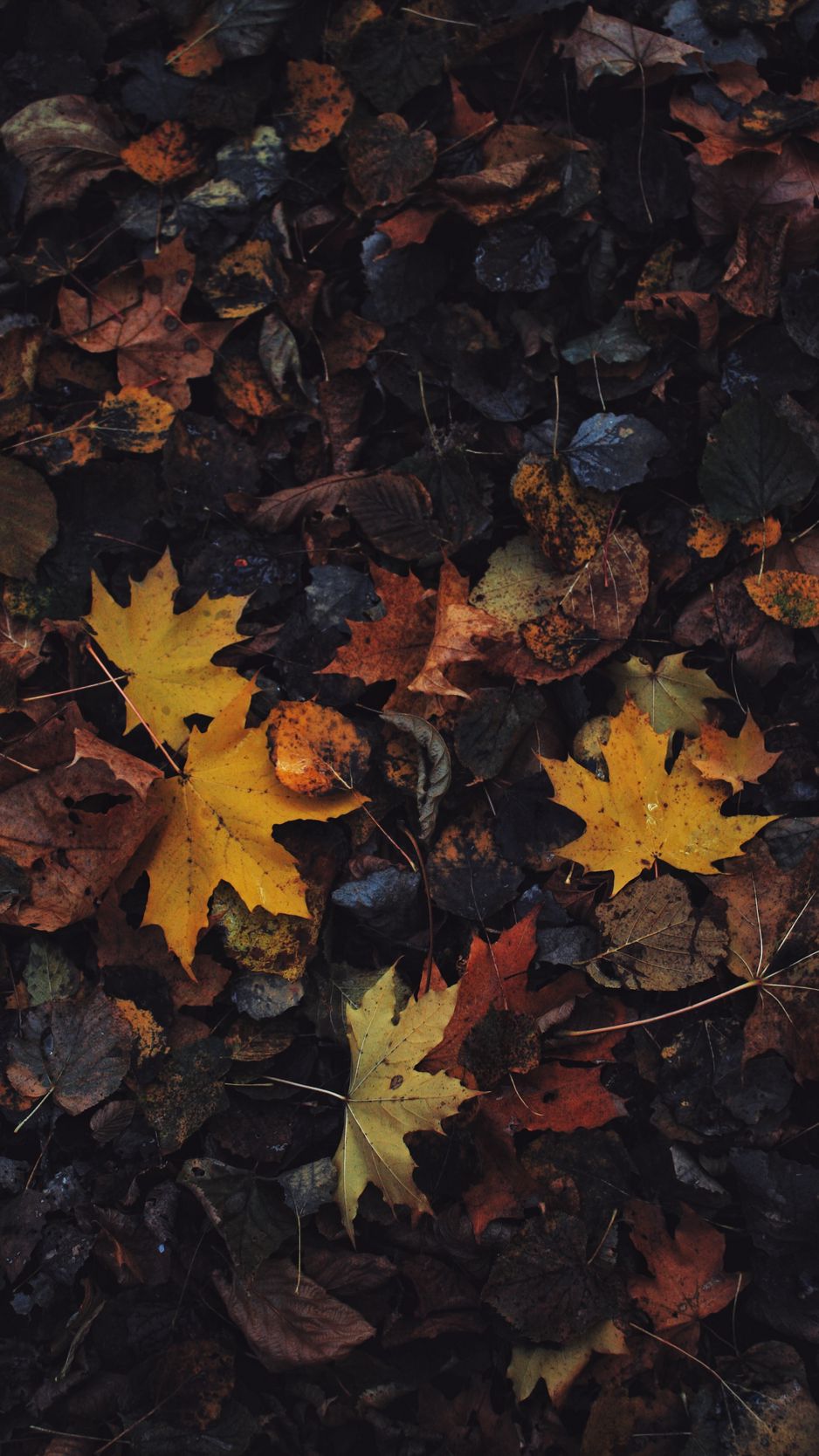 Download wallpaper 938x1668 leaves, maple leaf, autumn iphone 8/7/6s/6 for  parallax hd background