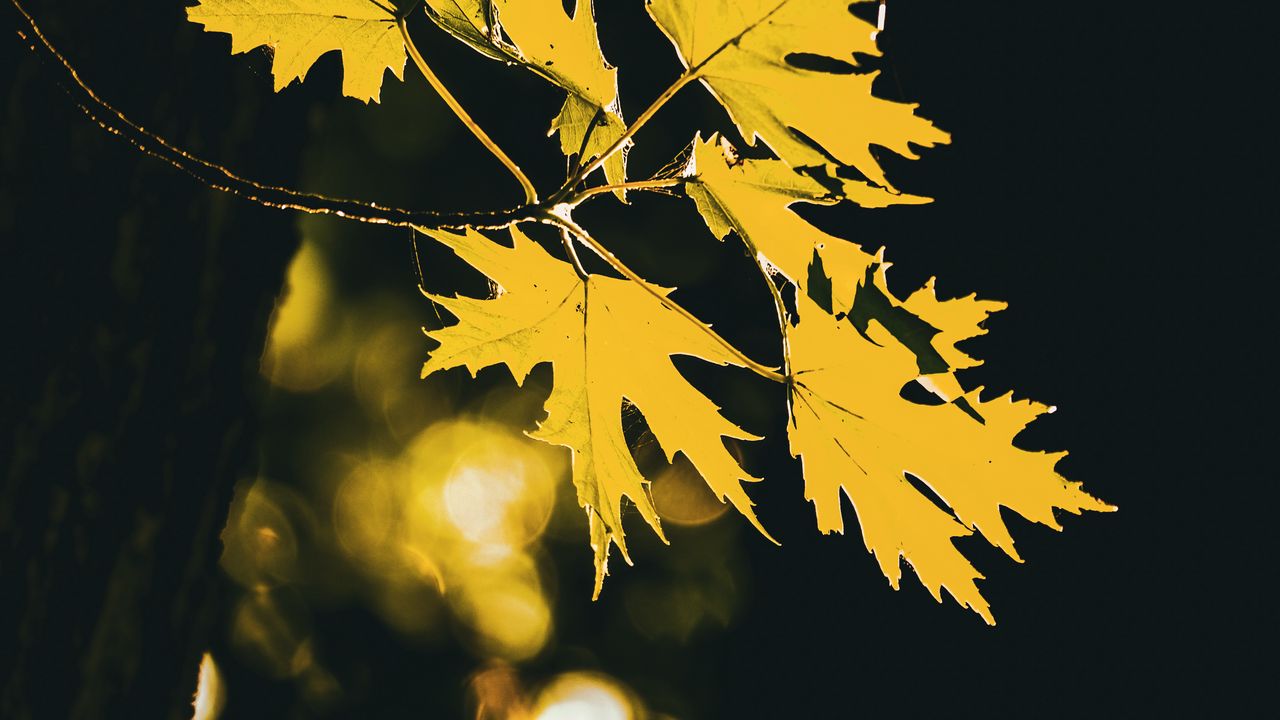 Wallpaper leaves, maple leaves, maple, autumn, blur