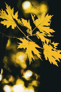 Preview wallpaper leaves, maple leaves, maple, autumn, blur