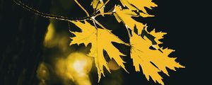 Preview wallpaper leaves, maple leaves, maple, autumn, blur
