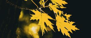 Preview wallpaper leaves, maple leaves, maple, autumn, blur