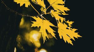 Preview wallpaper leaves, maple leaves, maple, autumn, blur