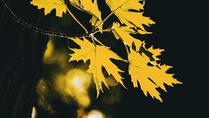 Preview wallpaper leaves, maple leaves, maple, autumn, blur