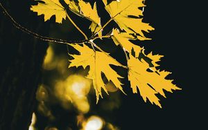 Preview wallpaper leaves, maple leaves, maple, autumn, blur