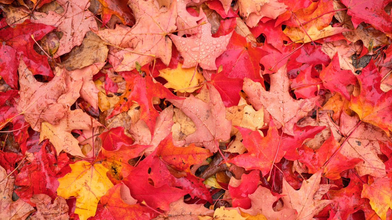Wallpaper leaves, maple leaves, maple, drops, fallen leaves, autumn