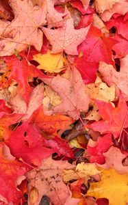 Preview wallpaper leaves, maple leaves, maple, drops, fallen leaves, autumn