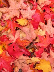 Preview wallpaper leaves, maple leaves, maple, drops, fallen leaves, autumn