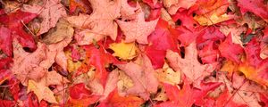 Preview wallpaper leaves, maple leaves, maple, drops, fallen leaves, autumn