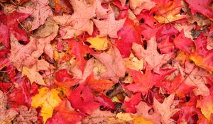 Preview wallpaper leaves, maple leaves, maple, drops, fallen leaves, autumn