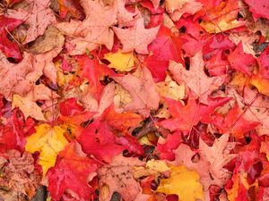 Preview wallpaper leaves, maple leaves, maple, drops, fallen leaves, autumn