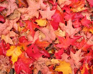 Preview wallpaper leaves, maple leaves, maple, drops, fallen leaves, autumn