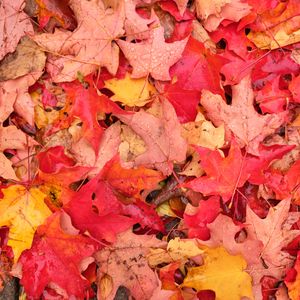 Preview wallpaper leaves, maple leaves, maple, drops, fallen leaves, autumn