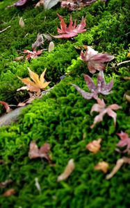 Preview wallpaper leaves, maple leaves, moss, macro, autumn