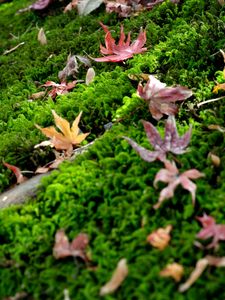 Preview wallpaper leaves, maple leaves, moss, macro, autumn