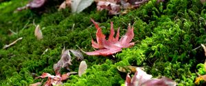 Preview wallpaper leaves, maple leaves, moss, macro, autumn