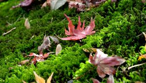 Preview wallpaper leaves, maple leaves, moss, macro, autumn