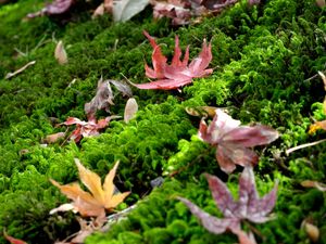 Preview wallpaper leaves, maple leaves, moss, macro, autumn