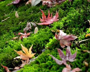 Preview wallpaper leaves, maple leaves, moss, macro, autumn