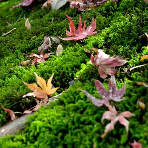 Preview wallpaper leaves, maple leaves, moss, macro, autumn