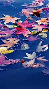 Preview wallpaper leaves, maple, water, wet, autumn, nature