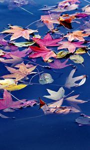 Preview wallpaper leaves, maple, water, wet, autumn, nature