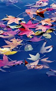 Preview wallpaper leaves, maple, water, wet, autumn, nature