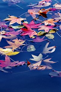 Preview wallpaper leaves, maple, water, wet, autumn, nature