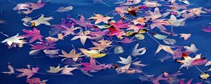 Preview wallpaper leaves, maple, water, wet, autumn, nature