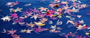 Preview wallpaper leaves, maple, water, wet, autumn, nature