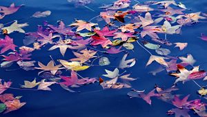Preview wallpaper leaves, maple, water, wet, autumn, nature