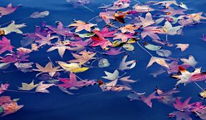 Preview wallpaper leaves, maple, water, wet, autumn, nature