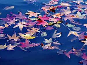 Preview wallpaper leaves, maple, water, wet, autumn, nature