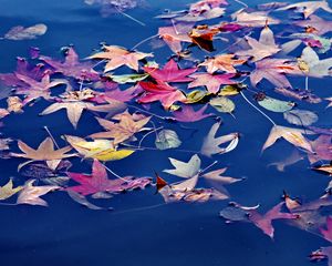 Preview wallpaper leaves, maple, water, wet, autumn, nature