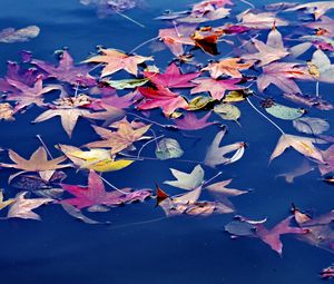 Preview wallpaper leaves, maple, water, wet, autumn, nature