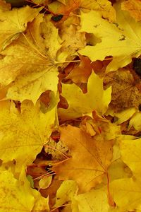 Preview wallpaper leaves, maple, yellow, background, earth