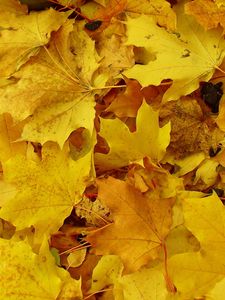 Preview wallpaper leaves, maple, yellow, background, earth