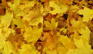 Preview wallpaper leaves, maple, yellow, background, earth