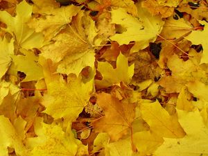 Preview wallpaper leaves, maple, yellow, background, earth