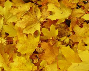 Preview wallpaper leaves, maple, yellow, background, earth