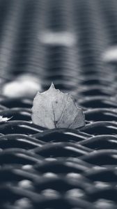 Preview wallpaper leaves, mesh, autumn, macro, black and white