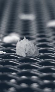 Preview wallpaper leaves, mesh, autumn, macro, black and white