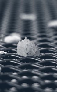 Preview wallpaper leaves, mesh, autumn, macro, black and white